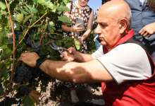 Tarım ve Orman Bakanı Kirişci Kalecik Karası Üzüm Festivali'ne Katıldı